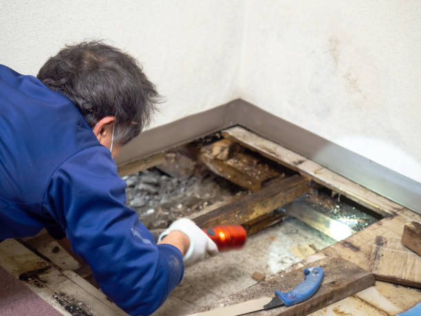 Best Mold Removal Process  in Edwardsvle, IL