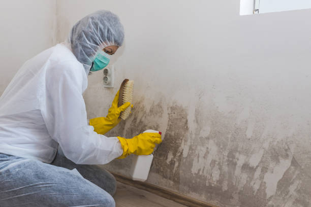 Professional Mold Removal in Edwardsville, IL