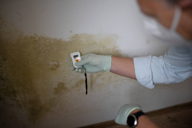 Best Mold Remediation Services  in Edwardsvle, IL