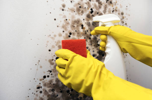 Best Mold Removal Near Me  in Edwardsvle, IL
