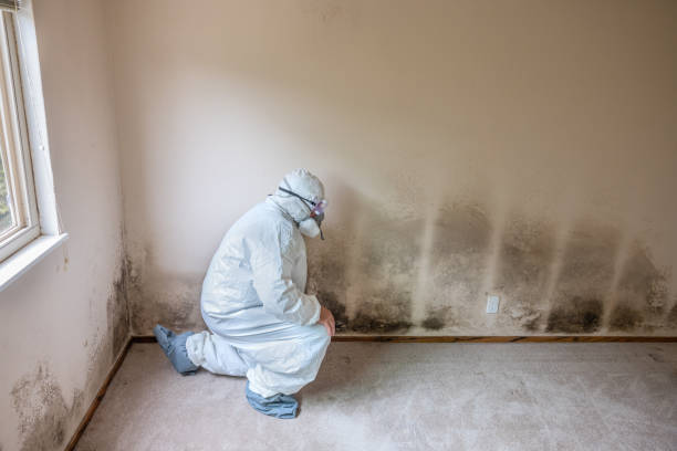 Best Mold Inspection  in Edwardsvle, IL