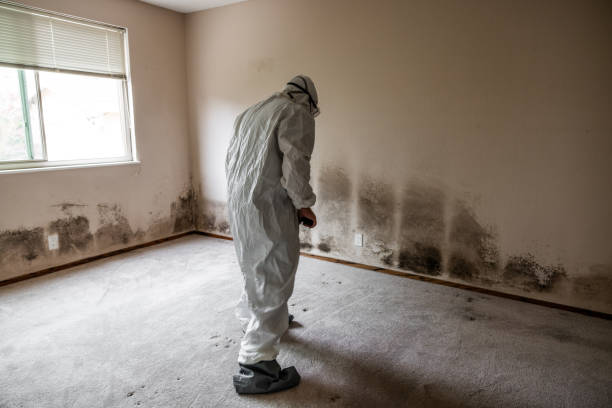 Certified Mold Removal in Edwardsville, IL