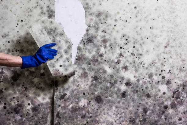 Best Crawl Space Mold Removal  in Edwardsvle, IL
