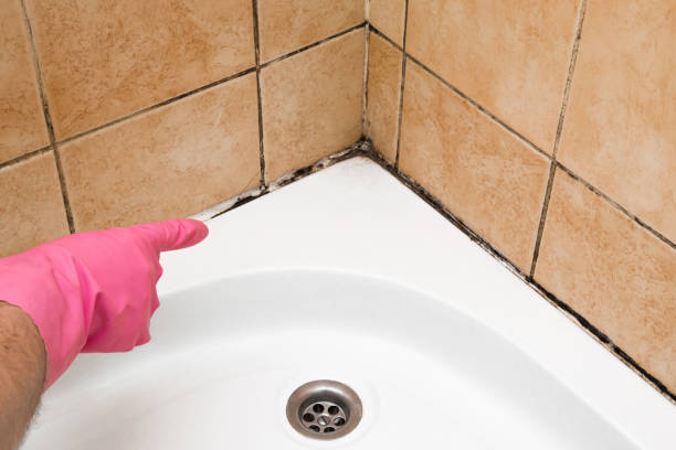 Best Mold Testing  in Edwardsvle, IL